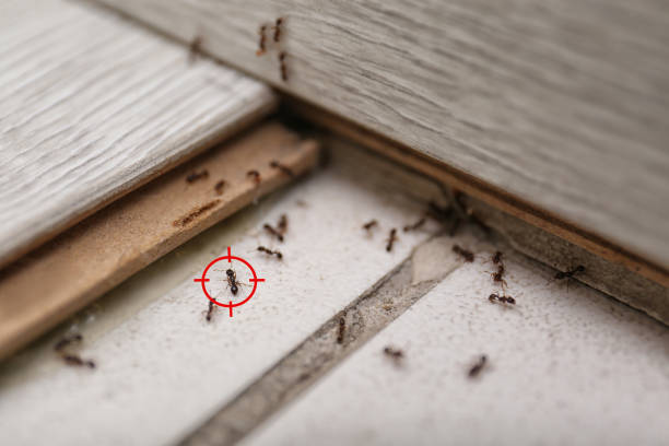Best Wasp Removal Services  in Vancleave, MS